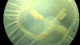 Craspedacusta sowerbii