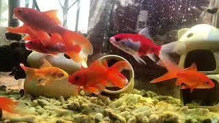 Fish tank| Heal music| Sleeping 🌳 Underwater Harmony: Aquarium Music for Stress Relief & Relaxation