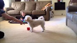 Stacking Cups - Dog Tricks