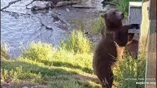 803's Dark Cub Makes More Adjustments to the Falls Low Cam - August 17, 2025 (explore.org)