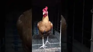 CALPARA PERUVIAN HEN IMPORTED LINE💯💪#firebeast #pureperuvian #peruvianbreeder