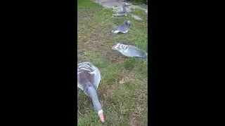 Флюгера гусей