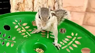 Squirrel | Striped squirrel 🐿