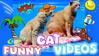 Барсик на курорте😸 приколы с котиками 🤣 
