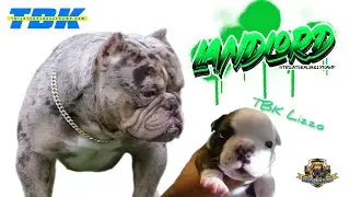 Landlord update Dog Vlog #81 (American Bullies)