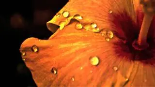 DROPS