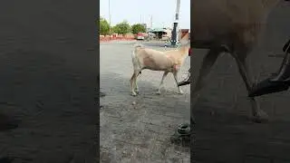 Buck goat Full enjoy with female goat|City goat full enjoy|Female Brown goat full enjoy in city