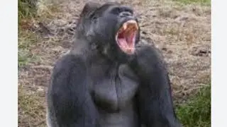 |Animal Geniuses:Top 10 Most Intelligent Species||The Smartest Animals on the Planet: Ranked|