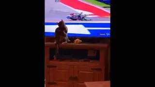 Ce chat fait tomber un motard &agrave; la t&eacute;l&eacute;vision