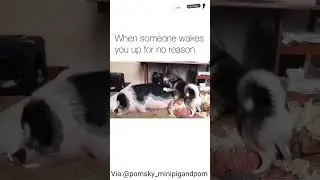 Husky waking up a pig#shorts#siberian husky#funny dogs#funny husky#Funny husky videos
