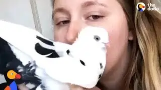 Pigeon Who Wears Fancy Pants Has The Best Mom - PLUM | The Dodo