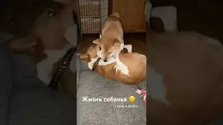 Собака бывает кусачей 😄 #shiba #basenji #dogs #fun