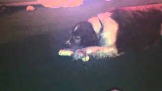 He still hasn't quite caught onto the idea of a chew