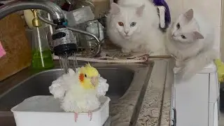 Deaf Cats Watching Cockatiel Take A Bath