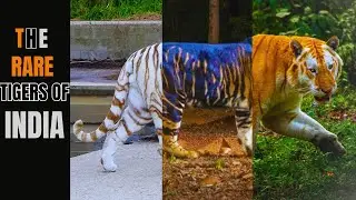 THE RARE TIGERS OF INDIA | BLACK TIGERS | WHITE TIGERS | GOLDEN TIGERS