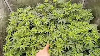 Community genetics grow #purple crack # cavs blueberry # hippie grape