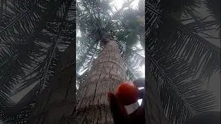 Tree of Life: A monkey climbing a tree is a sight to behold #youtube #shortsfeed #animals  #life 👍
