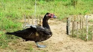 Primitive Recorder: Awesome Quick Wild Duck Trap Easy Best DIY Bird Trap