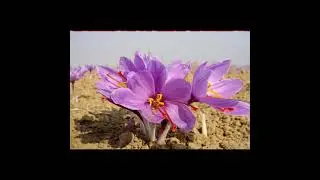 Saffron Fields Lethpora