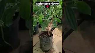 Melastoma Flower Violet colour #msprosegarden #rosegarden #shortsviral #rosegardens