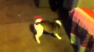My dog spinning so fast