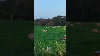 Sheep #ireland #rain #countryside #cinematic
