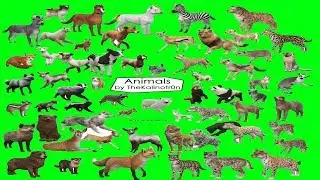 ⭐all animals Green screen backrawnd videos 18 p