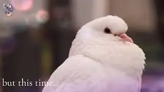 The Dove - Symbol of the Holy Spirit