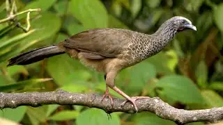 Colombian Chachalaca Sound
