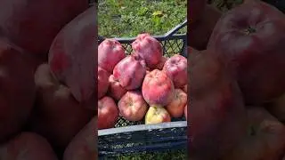 яблуко Ред чіф#fruit #farming #garden #сад