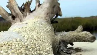 SeaTalk - Barnacles