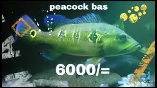 2024 monster fish prices