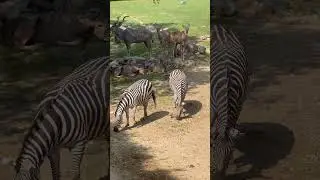 #zebra #zebrashorts #zebras