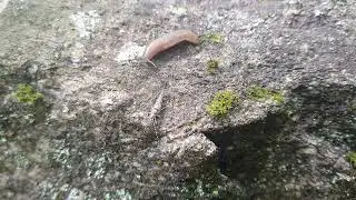 Slug checking out a bristletail