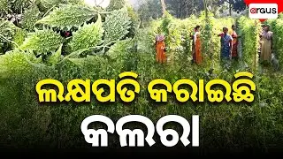 ଲକ୍ଷପତି କରାଇଛି କଲରା || Women Farmers || Good News || Bitter Gourd Farming || Keonjhar || Argus News