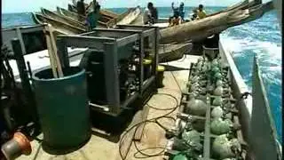 Misquitos bajo el mar_2