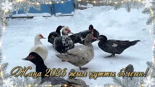 Индоуткалардың алғашқы жаңа жылы. 02.01.2026