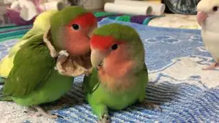 百　桃に決死の求愛じゃなくて　ほとんどワイセツ　小桜インコ　我が家の天使たち5羽