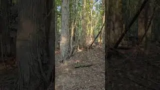 Where to place my WOSPORTS Digital Trail Camera