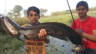 Murrel fish hunting | tiger snakehead fishing #krfishhunter #snakehead #fishing