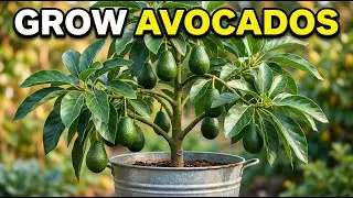 The ONLY Way to Grow Avocados That Actually Works (Stop Wasting Seeds!)
