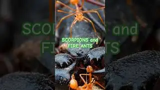 SCORPIONS and FIRE ANTS 🦂🐜 | Tropical Forest Bees #ant #scorpion