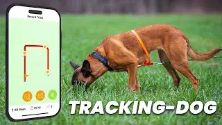 tracking-dog - F&auml;hrten wie ein Profi