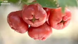 How Farmers Harvest Ripe Rose Apples | Interesting Agricultural Documentary