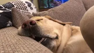 Sleeping Pooch Snores Loudly || ViralHog