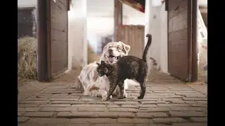 Train Dog To Leave Cat Alone 2021(NEW TRAINING)