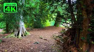Swiss Forest: 3 Hours of Natural Sounds 🌲 Birdsong and Rustling Leaves for Sleep and Calm