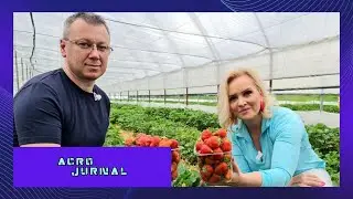 Căpșuni cu gustul anilor `'70 la Buriaș: vremea rece a afectat culturile #digi24