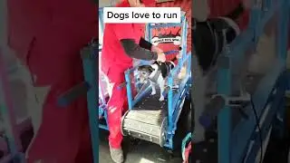 Dogs love to run. #dogexercise #doggym #mobiledoggym #dogs #dogtreadmill #slatmill