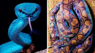 10 Most Beautiful Snakes in The World !
